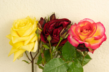 Fototapeta premium Roses