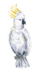 Watercolor cockatoo on white background. Watercolour tropical parrot illustration.