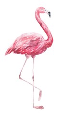 Watercolor pink flamingo on white background. Watercolour tropical bird illustration.
