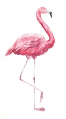 Fotobehang Watercolor pink flamingo on white background. Watercolour tropical bird illustration. © Ann Lou