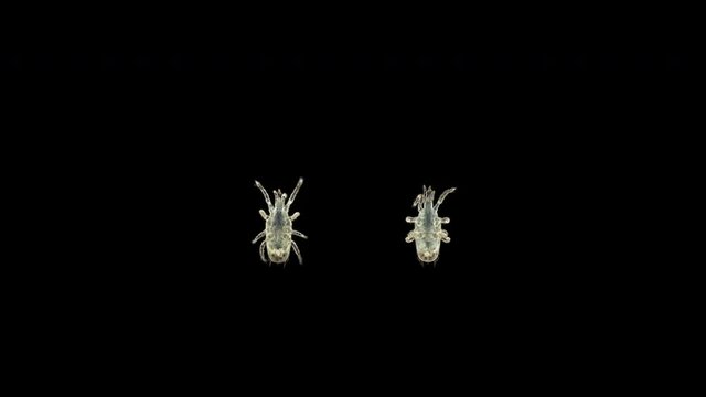 Predatory mite (acari) order Mesostigmata under a microscope, possibly of the Ascidae family. It feeds on larvae, insect eggs ...
