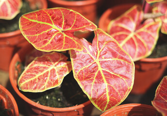 red Caladium bicolor leaves in plant pot.