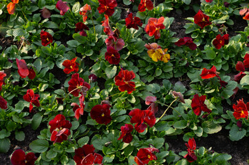 blooming pansies in the flowerbed