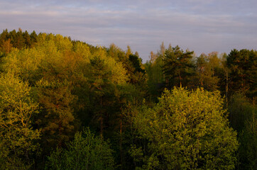 Fototapeta premium early spring forest in the morning