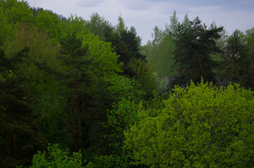 Obraz premium green forest in the morning in spring