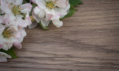Apple blossom on wooden background. Copy space.