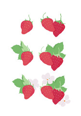 Vector strawberries. Strawberry flowers and leaves. Outline vector illustration on a white background. 