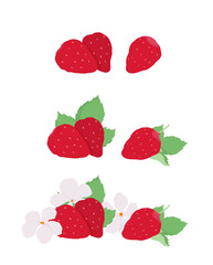 Vector strawberries. Strawberry flowers and leaves. Outline vector illustration on a white background. 