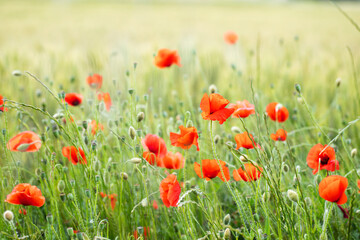 poppy field in summer sunlight