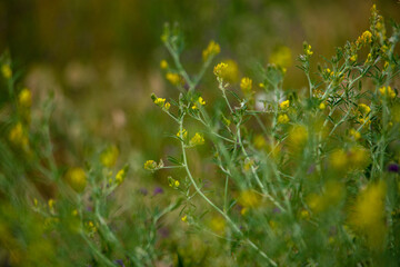 Medicago. Macro shots. Kazakhstan, Almaty region.