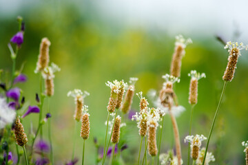Plantago lanceolata. Flowering period. Kazakhstan, Almaty region.