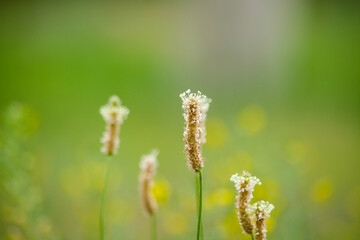 Plantago lanceolata. Flowering period. Kazakhstan, Almaty region.