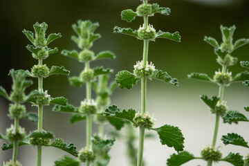 Marrubium. Macro shots. Kazakhstan, Almaty region.