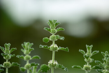 Marrubium. Macro shots. Kazakhstan, Almaty region.