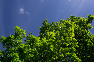 green leaves against blue sky