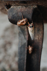 a cicada insect