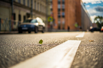 Autumn in the city, fallen tree leaves flying on the road. View from the level of the dividing line