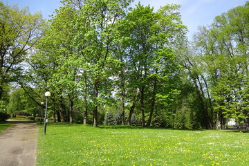 Walkway for pedestrians with lamposts in Kadriorg park, Tallinn, Estonia. Meadow with wild white and yellow flowers. Green foliage on trees.