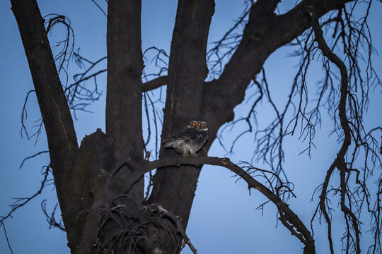 Baby Owl Sitting on the tree ,  Bird watching  