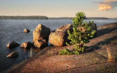 Small lonely pine tree grows in rock of island with stones and boulders. Clean nordic nature of Baltic sea, gulf of Finland