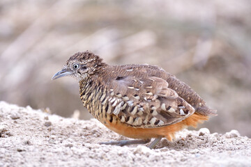 Obraz premium Barred Buttonquail making sand bathe with plain dust in its habitat territory