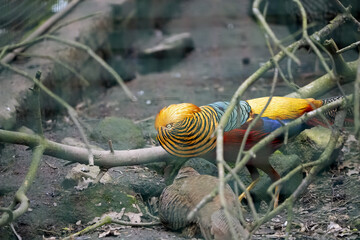 zoo in the town of Decin