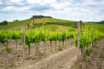 Fototapeta na wymiar Chianti region, Tuscany. Vineyards and cloudy blue sky. Italy 