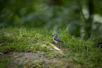 zoo in the town of Decin