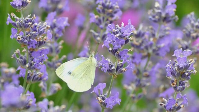 White butterfly on a Lavender flower with natural purple background, UHD 4K