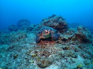 Green Turtle in Ishigaki island, Okinawa