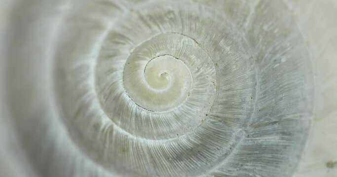 Circular shape endless spiral movement with shell texture