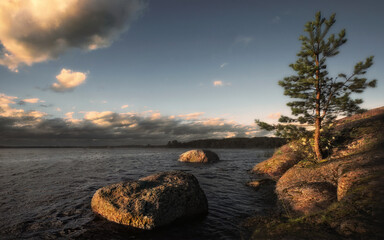 Small lonely pine tree grows in rock of island with stones and boulders. Dramatic sky and sunset light.Clean nordic nature of Baltic sea, gulf of Finland