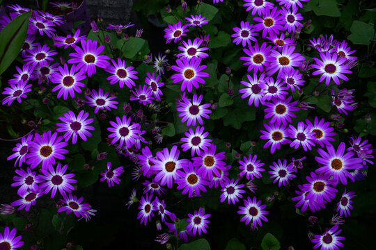 Aschenblume