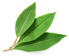 Obraz premium fresh Frangipani leaf isolated on white background, top view