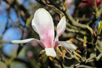 Die wunderschönen Blüten einer Tulpenmagnolie, sie gehört zur Familie der Magnoliengewächse (Magnoliaceae).