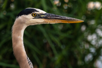 Great Blue Heron Looking at Camera
