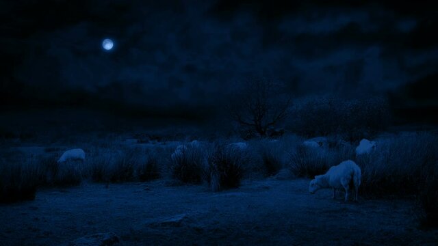 Sheep Graze In Wild Landscape In The Moonlight