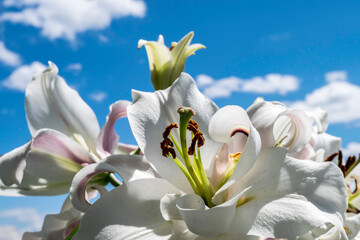 Obraz premium White lilies with stamens and pistil close-up against a background of a bright blue sky and sunlight. Floral summer bright background.