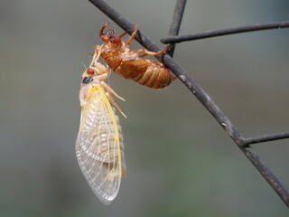 brrod X cicada abandoning its shell