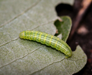Die Raupe einer mutlichen Trapezeule an einerm Busch. Das sind Mordraupen die auch andere Raupen verzehren.