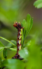 Nahaufnahme einer Raupe eines Spanner, eventuel eines Frostspanners oder ähnliches.