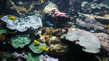 Poissons exotiques