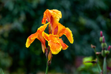 A blooming orange-red canna flower, Canna indica L. - obrazy, fototapety, plakaty