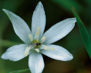 Selective focus shot of a mosquito on a white flower