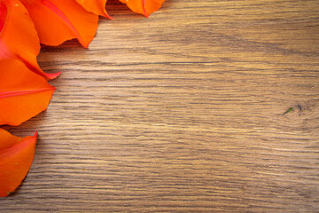Fallen petals of a red tulip on a wooden background