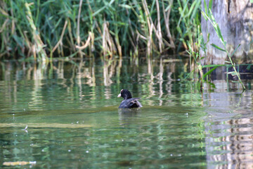 Ein Teichhuhn, Blässhuhn steht auf einem umgestürzten Baum im Teich.
