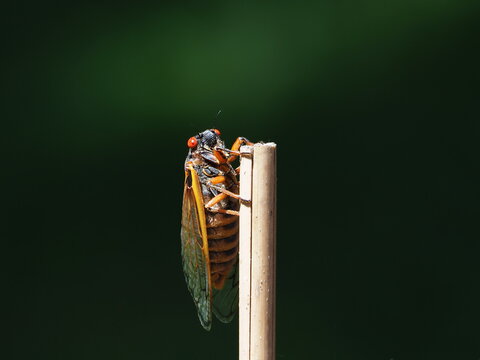 Brood X Cicada On Stick