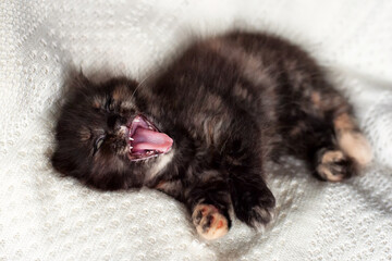 a black and red kitten lies on its back and yawns with its mouth wide open and its tongue sticking out