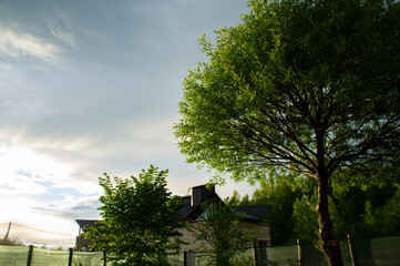 Beautiful green sunny forest in summer