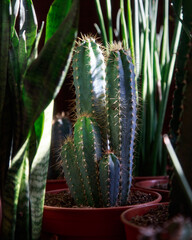 many beautiful cacti in the garden